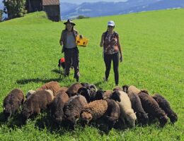 chemin-du-troupeau-fribourg-moutons-balade-nature
