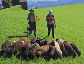 chemin-du-troupeau-fribourg-moutons-balade-nature