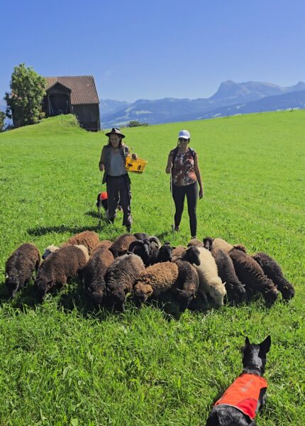 chemin-du-troupeau-fribourg-moutons-balade-nature